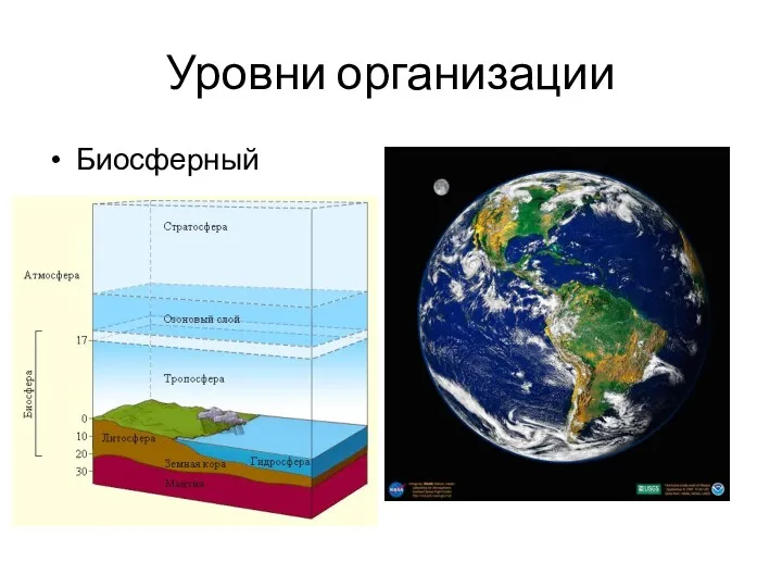 Уровни организации Биосферный