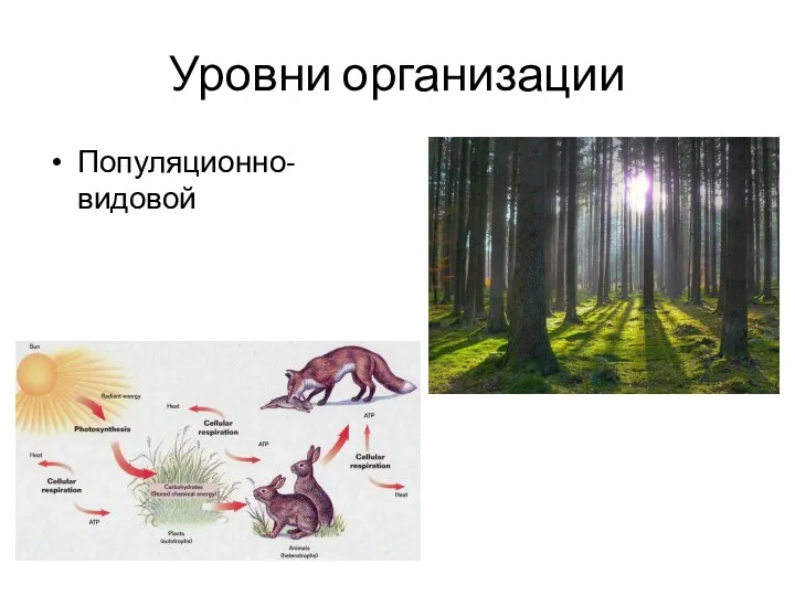 Уровни организации Популяционно-видовой