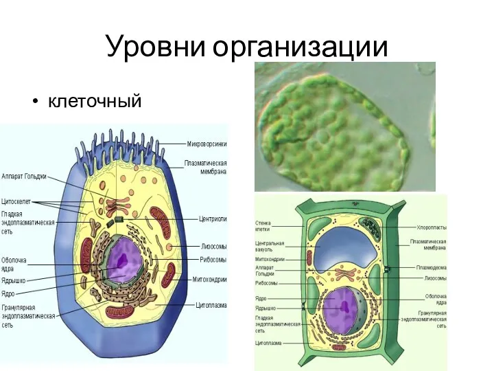 Уровни организации клеточный