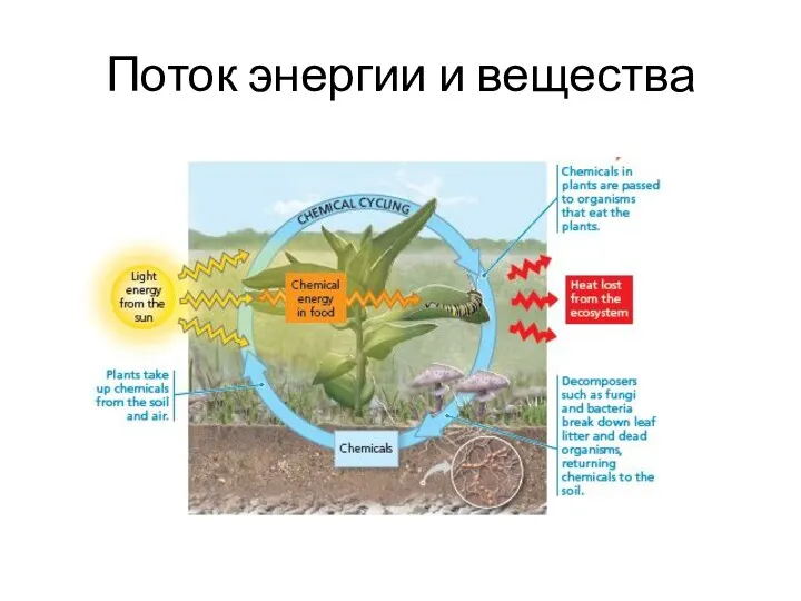 Поток энергии и вещества