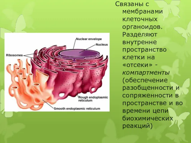 Связаны с мембранами клеточных органоидов. Разделяют внутренне пространство клетки на