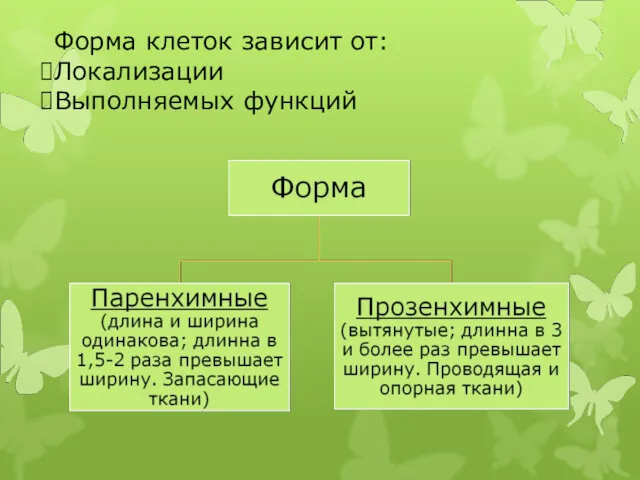 Форма клеток зависит от: Локализации Выполняемых функций