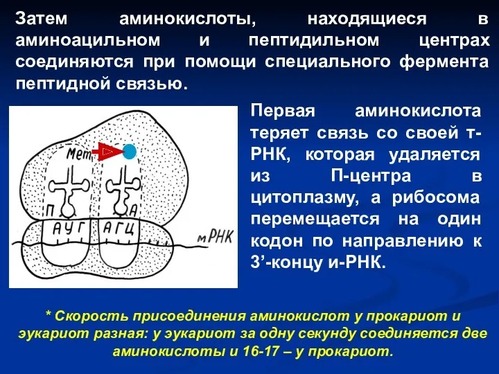 Затем аминокислоты, находящиеся в аминоацильном и пептидильном центрах соединяются при помощи специального фермента