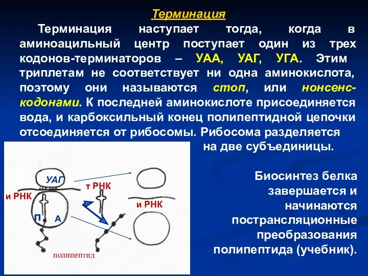 Терминация Терминация наступает тогда, когда в аминоацильный центр поступает один из трех кодонов-терминаторов