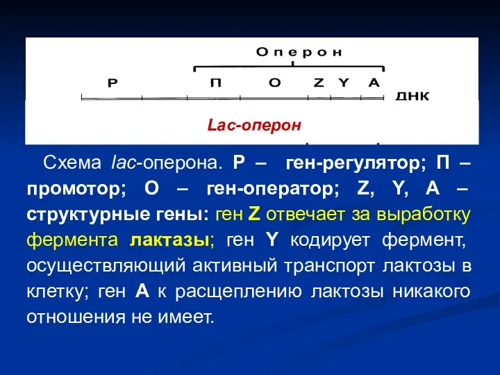 Схема lac-оперона. Р – ген-регулятор; П – промотор; О –