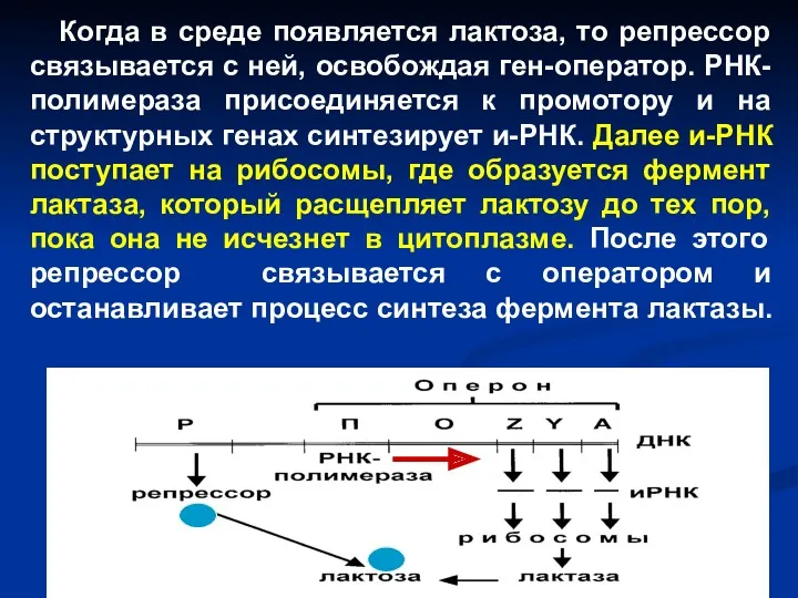 Когда в среде появляется лактоза, то репрессор связывается с ней, освобождая ген-оператор. РНК-полимераза