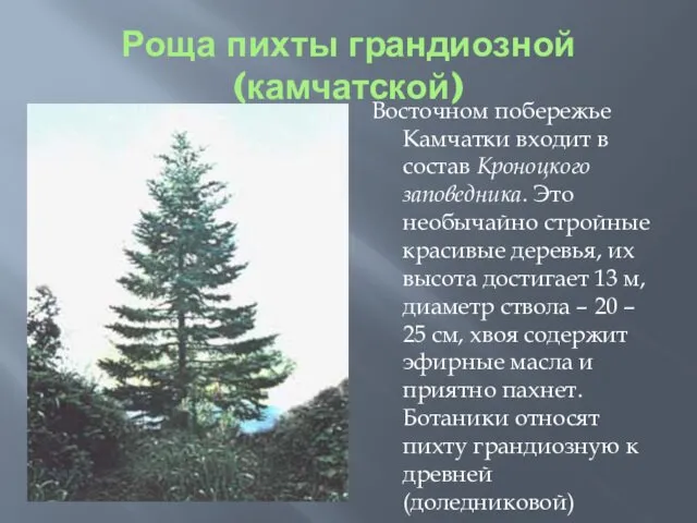 Роща пихты грандиозной(камчатской) Восточном побережье Камчатки входит в состав Кроноцкого