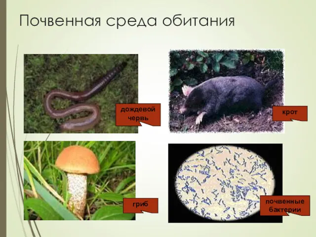 Почвенная среда обитания дождевой червь крот гриб почвенные бактерии