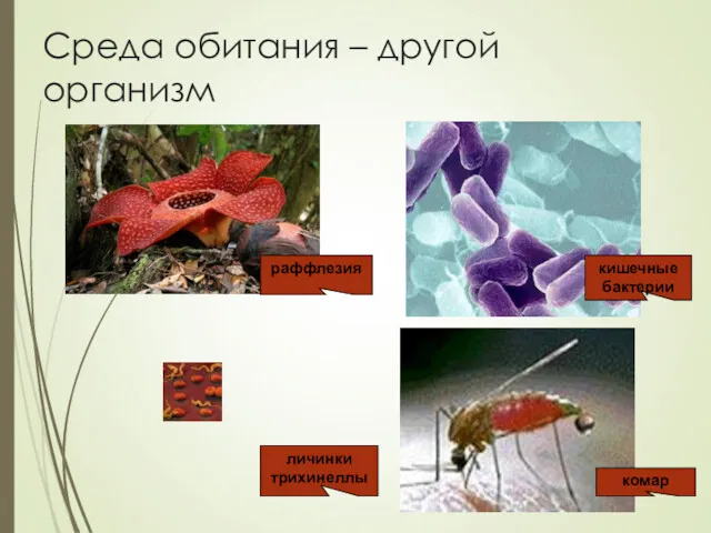 Среда обитания – другой организм раффлезия кишечные бактерии личинки трихинеллы комар