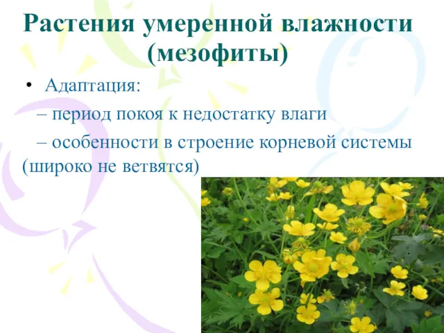 Растения умеренной влажности (мезофиты) Адаптация: – период покоя к недостатку