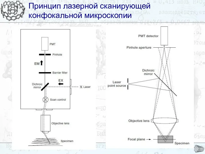 Принцип лазерной сканирующей конфокальной микроскопии Принцип лазерной сканирующей конфокальной микроскопии