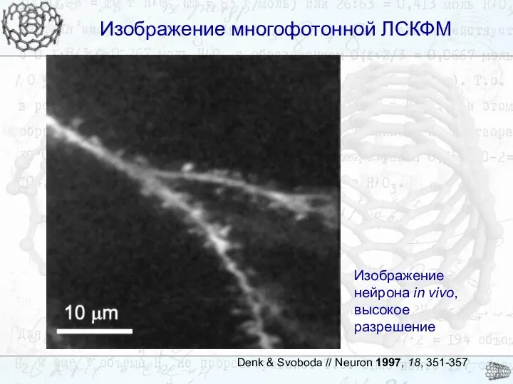 Изображение многофотонной ЛСКФМ Изображение многофотонной ЛСКФМ Denk & Svoboda // Neuron 1997, 18,