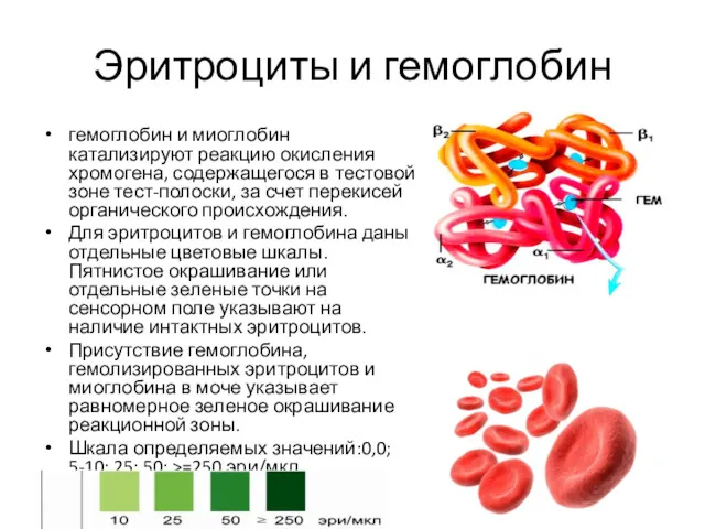Эритроциты и гемоглобин гемоглобин и миоглобин катализируют реакцию окисления хромогена, содержащегося в тестовой