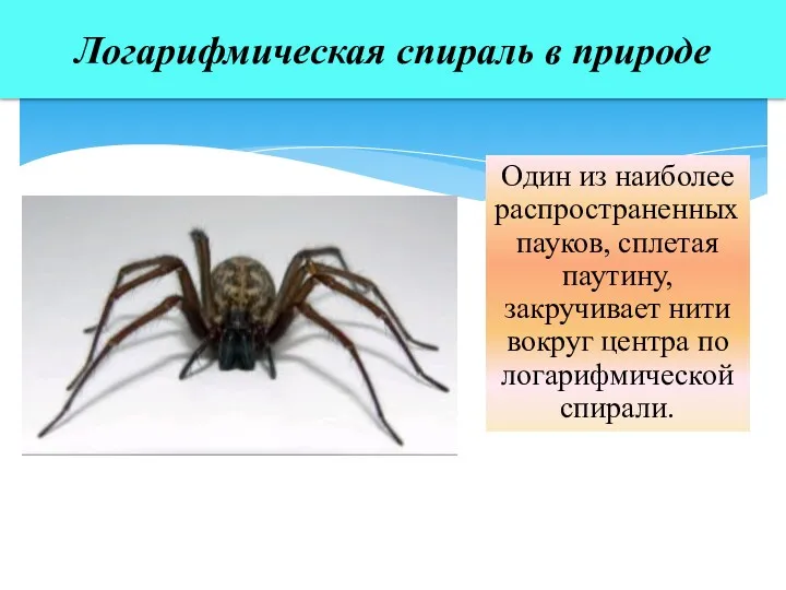 Логарифмическая спираль в природе Один из наиболее распространенных пауков, сплетая паутину, закручивает нити