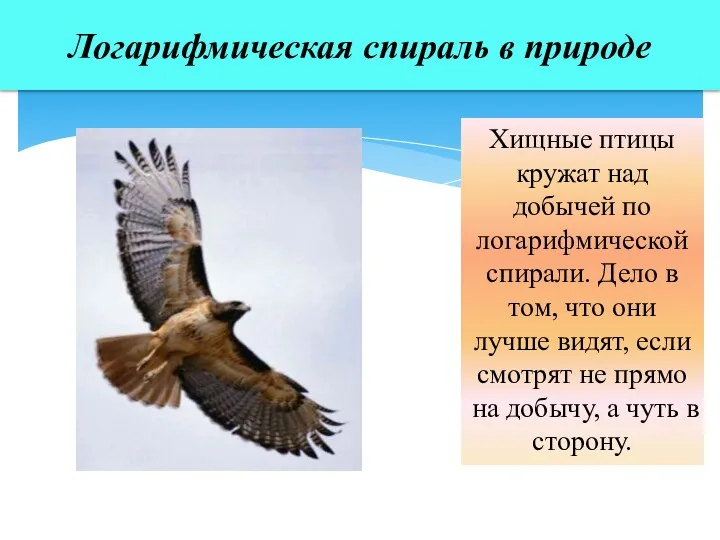 Логарифмическая спираль в природе Хищные птицы кружат над добычей по