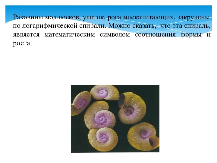 Раковины моллюсков, улиток, рога млекопитающих, закручены по логарифмической спирали. Можно