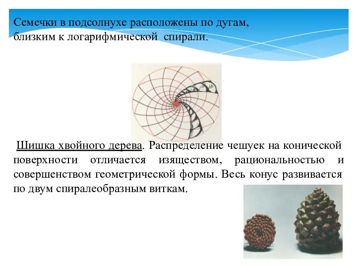 Семечки в подсолнухе расположены по дугам, близким к логарифмической спирали.