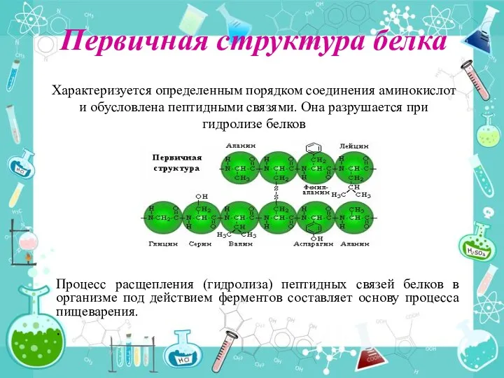 Первичная структура белка Процесс расщепления (гидролиза) пептидных связей белков в