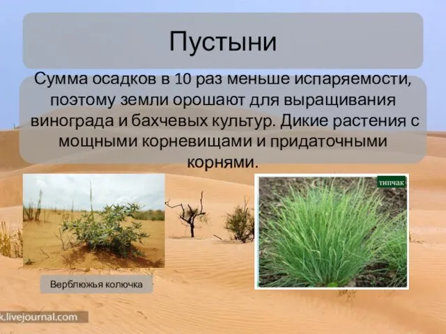 Пустыни Верблюжья колючка Сумма осадков в 10 раз меньше испаряемости, поэтому земли орошают