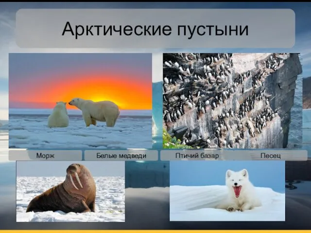 Арктические пустыни Птичий базар Песец Белые медведи Морж