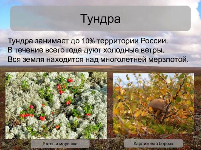 Тундра Тундра занимает до 10% территории России. В течение всего года дуют холодные