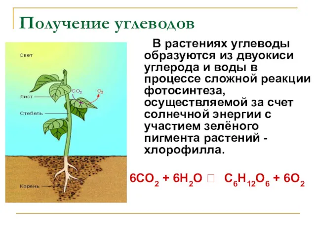 Получение углеводов В растениях углеводы образуются из двуокиси углерода и воды в процессе