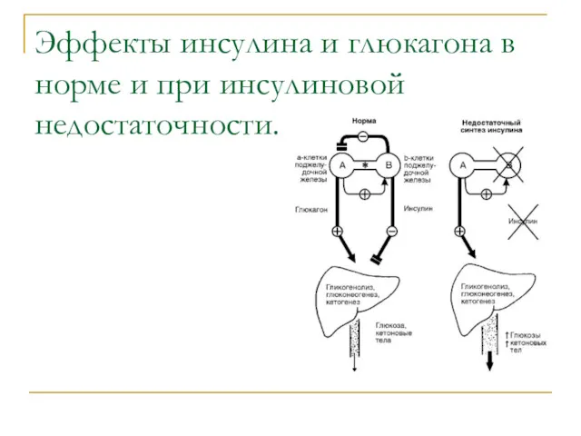 Эффекты инсулина и глюкагона в норме и при инсулиновой недостаточности.