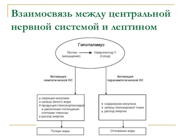 Взаимосвязь между центральной нервной системой и лептином