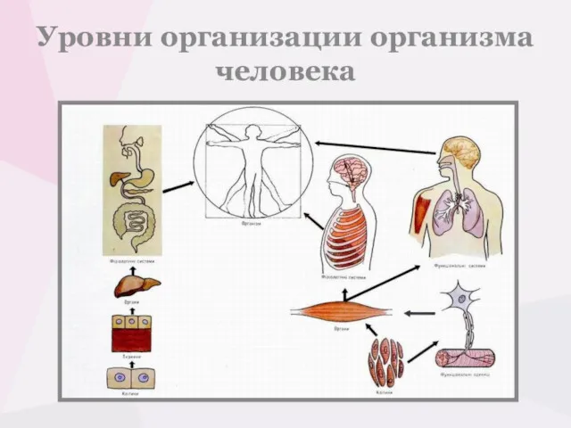 Уровни организации организма человека