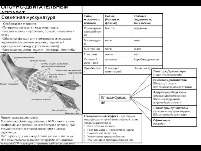 ОПОРНО-ДВИГАТЕЛЬНЫЙ АППАРАТ Скелетная мускулатура Особенности строения: Поперечно-полосатая мышечная ткань Головка