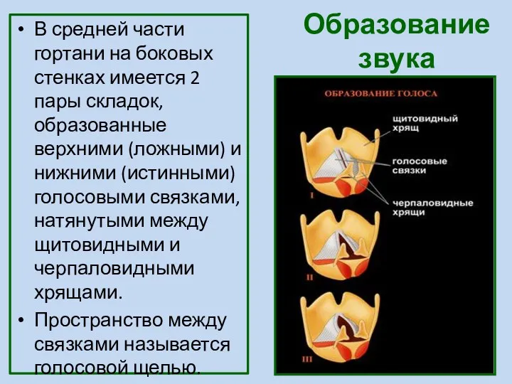 Образование звука В средней части гортани на боковых стенках имеется