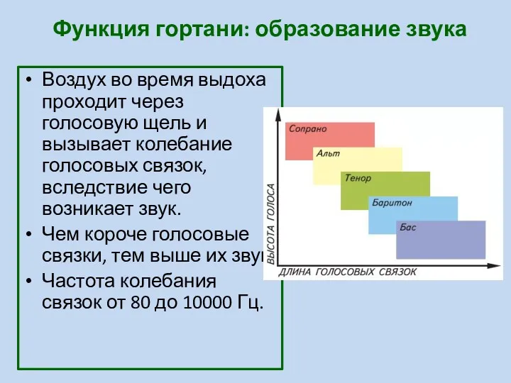 Функция гортани: образование звука Воздух во время выдоха проходит через