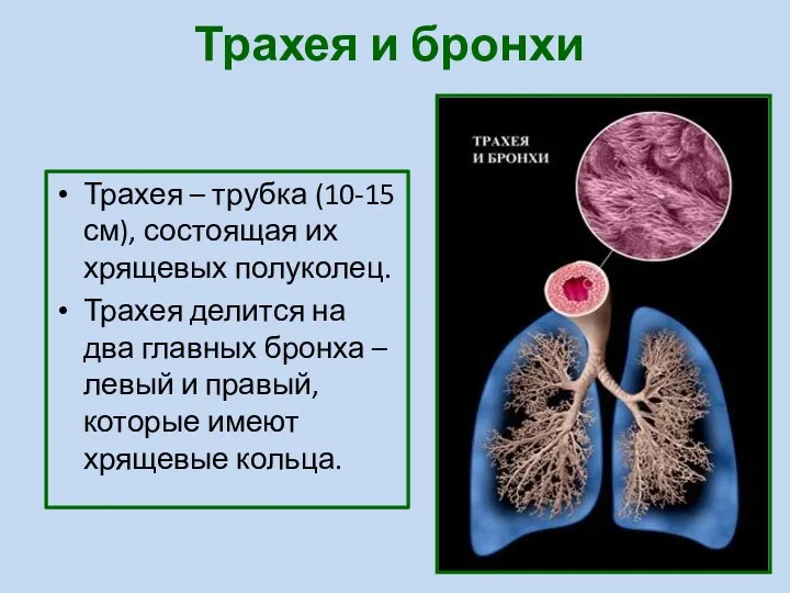 Трахея и бронхи Трахея – трубка (10-15 см), состоящая их