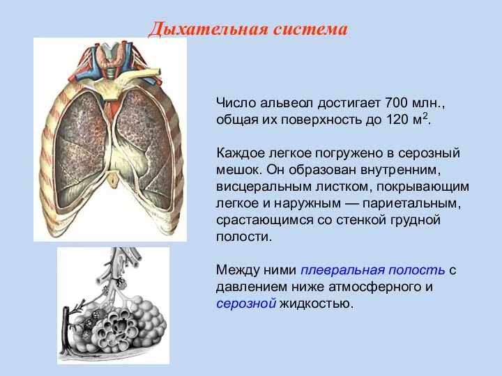 Число альвеол достигает 700 млн., общая их поверхность до 120