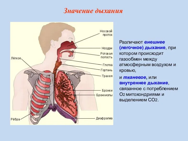 Различают внешнее (легочное) дыхание, при котором происходит газообмен между атмосферным