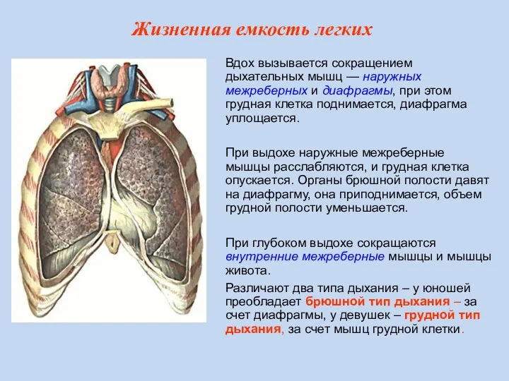 Вдох вызывается сокращением дыхательных мышц — наружных межреберных и диафрагмы,