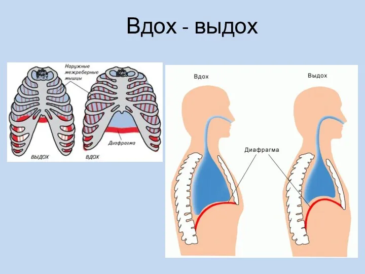 Вдох - выдох