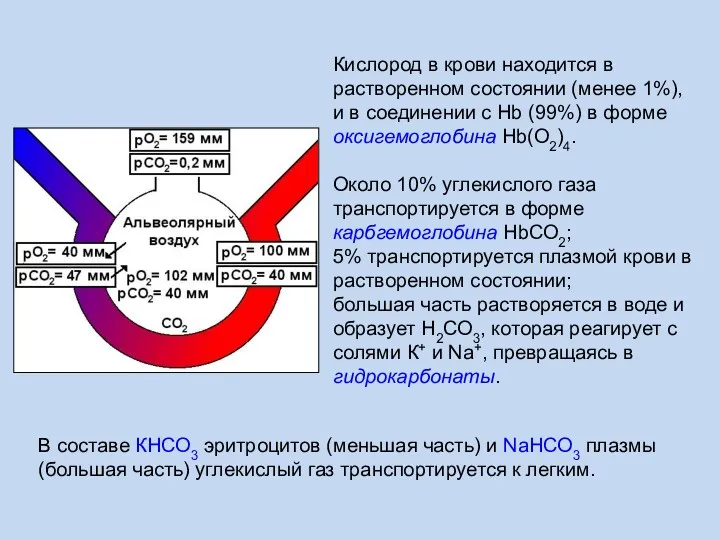 Кислород в крови находится в растворенном состоянии (менее 1%), и