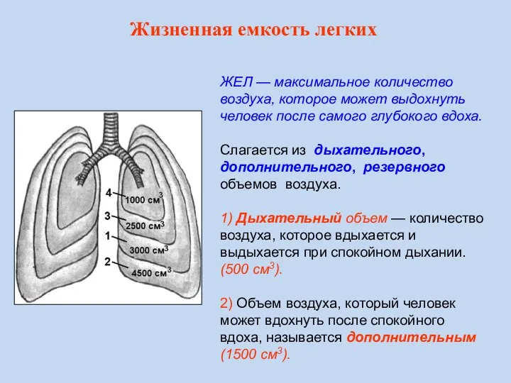 ЖЕЛ — максимальное количество воздуха, которое может выдохнуть человек после