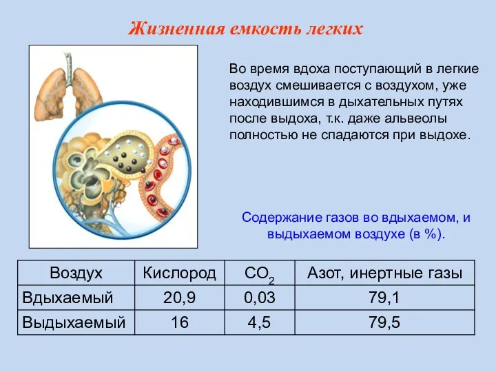 Во время вдоха поступающий в легкие воздух смешивается с воздухом,