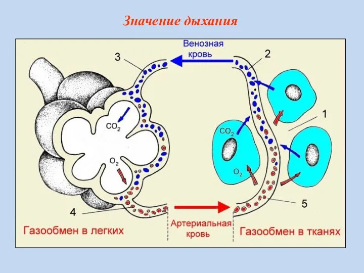 Значение дыхания