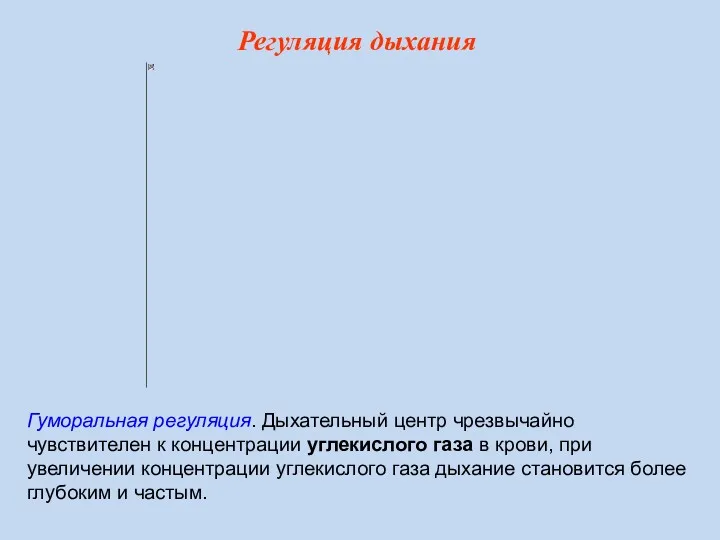 Гуморальная регуляция. Дыхательный центр чрезвычайно чувствителен к концентрации углекислого газа