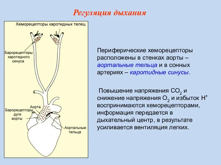 Периферические хеморецепторы расположены в стенках аорты – аортальные тельца и