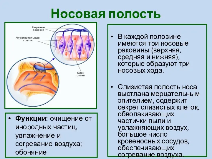 Носовая полость В каждой половине имеются три носовые раковины (верхняя,