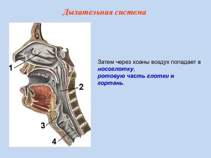 Затем через хоаны воздух попадает в носоглотку, ротовую часть глотки и гортань. Дыхательная система
