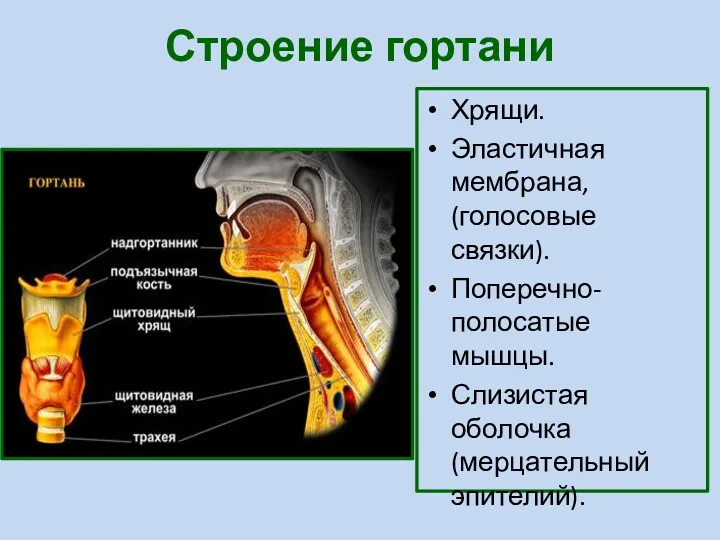 Строение гортани Хрящи. Эластичная мембрана, (голосовые связки). Поперечно-полосатые мышцы. Слизистая оболочка (мерцательный эпителий).