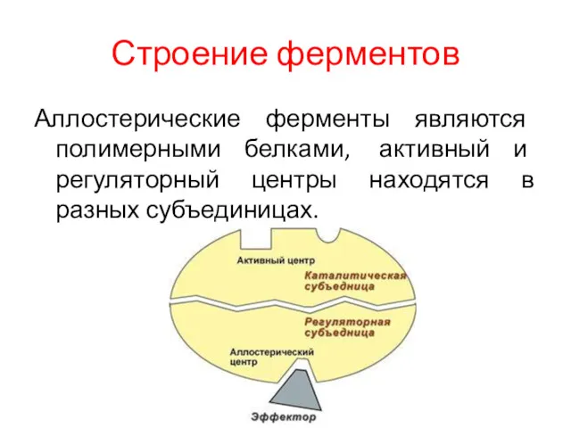 Строение ферментов Аллостерические ферменты являются полимерными белками, активный и регуляторный центры находятся в разных субъединицах.