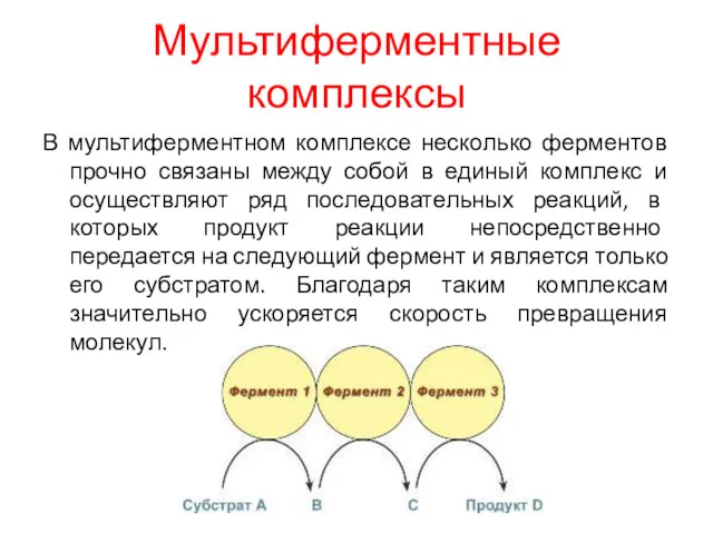 Мультиферментные комплексы В мультиферментном комплексе несколько ферментов прочно связаны между