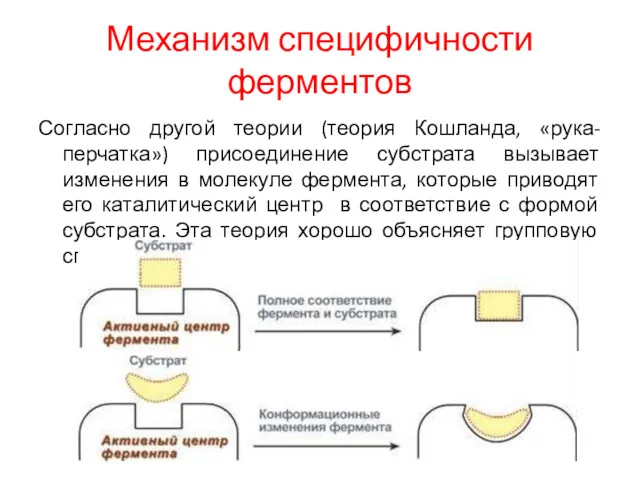 Механизм специфичности ферментов Согласно другой теории (теория Кошланда, «рука-перчатка») присоединение