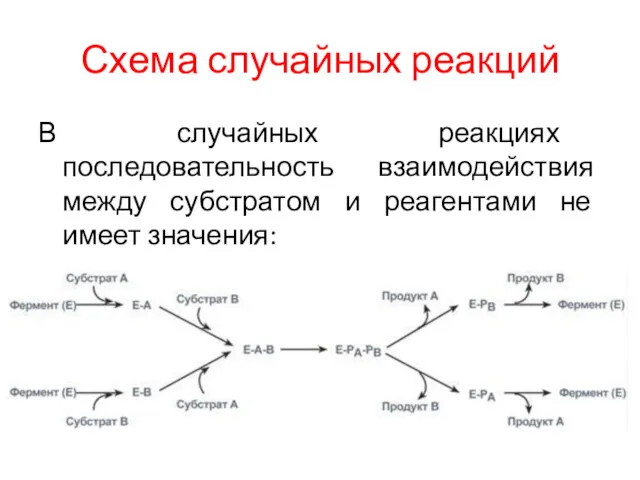 Схема случайных реакций В случайных реакциях последовательность взаимодействия между субстратом и реагентами не имеет значения: